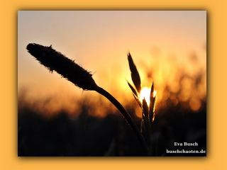 Sonnenuntergang in der Jammerbucht (8).jpg